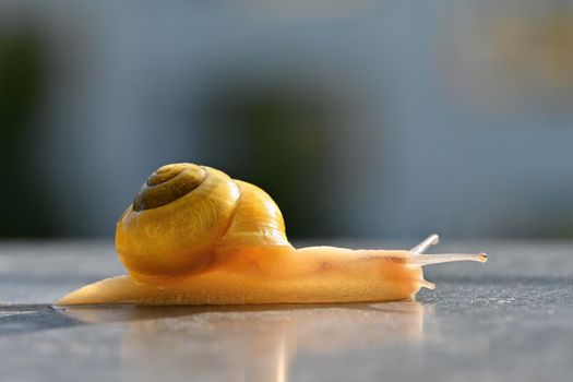 Beautiful macro shot of a snail with a shell