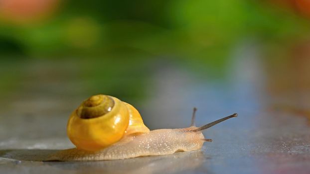 Beautiful macro shot of a snail with a shell
