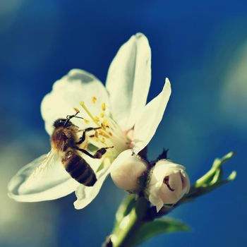 Spring background. A beautiful blooming tree in spring with a flying bee. Symbols of springtime. Concept for nature and animals.