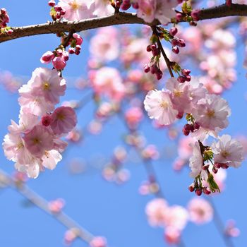 Beautiful nature scene with blooming tree and sun. Easter Sunny day. Spring flowers. Orchard Abstract blurred background in Springtime.