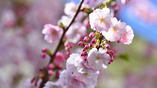 Beautiful nature scene with blooming tree and sun. Easter Sunny day. Spring flowers. Orchard Abstract blurred background in Springtime.