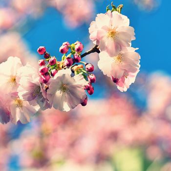 Spring blossom background. Beautiful nature scene with blooming tree and sun. Sunny day. Spring flowers. Abstract blurred background in Springtime.