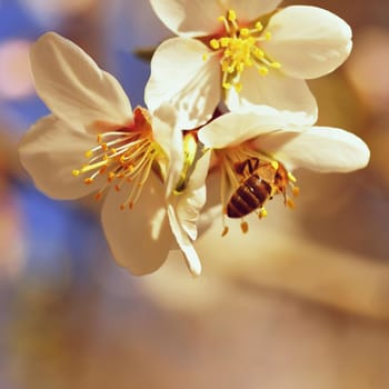 A beautifully blooming tree with a bee collecting nectar. Sunny spring day in nature. Macro shot with colorful, natural and blurred backgrounds.