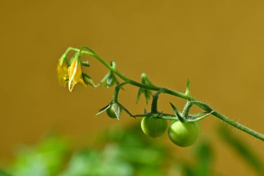 Fresh green tomatoes plants. Flowering tomato.