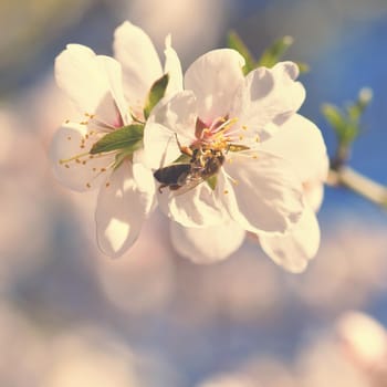 A beautifully blooming tree with a bee collecting nectar. Sunny spring day in nature. Macro shot with colorful, natural and blurred backgrounds.
