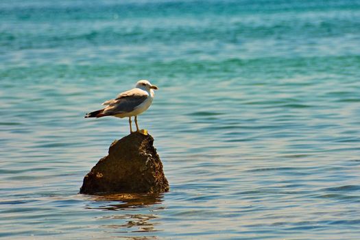 A beautiful bird sitting on a rock in the sea. (Larus marinus)