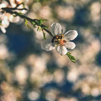 Spring background. Beautifully blossoming tree with bee. Flower in nature.