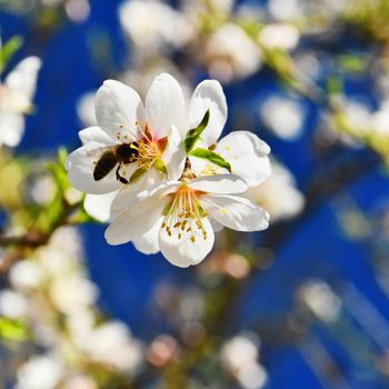 Spring background. Beautifully blossoming tree with bee. Flower in nature.