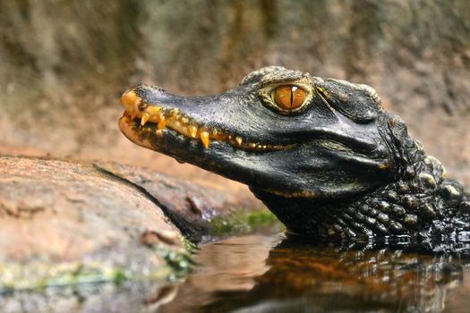 Beautiful close-up portrait of young caiman in water.
