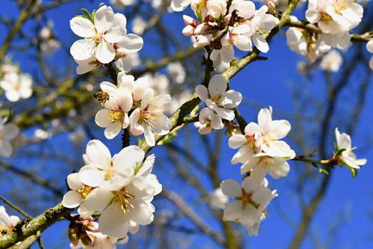 Beautiful blossom tree. Nature scene with sun in Sunny day. Spring flowers. Abstract blurred background in Springtime. 