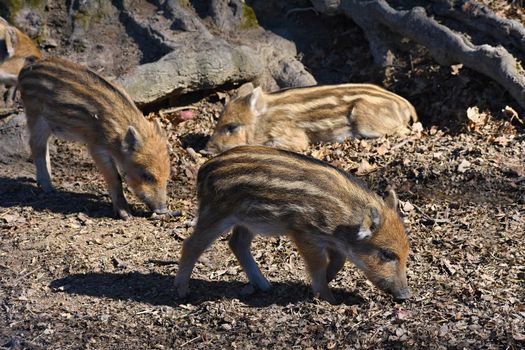 Beautiful little pigs wild in nature. Wild boar. Animal in the forest