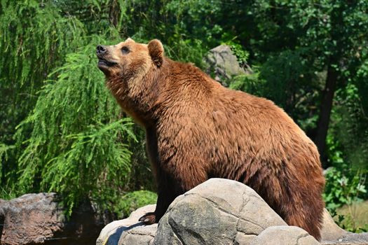 Beautiful shot of an animal in nature. Brown bear - (Ursus arctos)