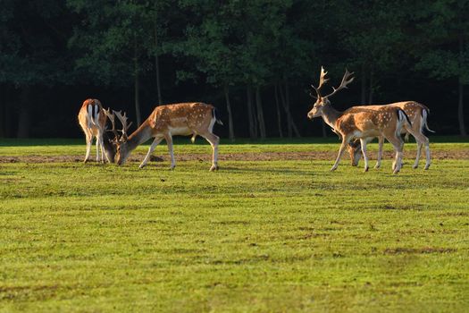 Fallow - fallow deer. (Dama dama ) Beautiful natural background with animals. Forest and sunset. 