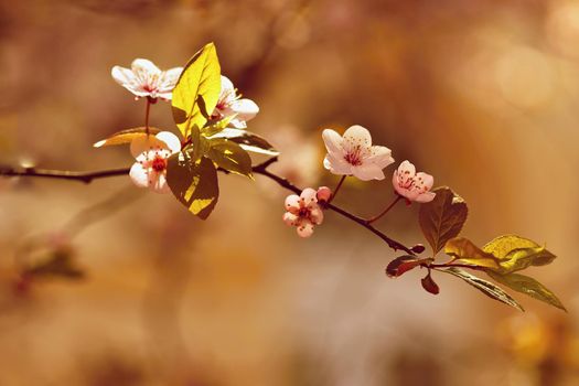 Spring flowers. Colorful nature. Seasonal concept for springtime. Beautifully blossoming tree branch. Cherry - Sakura and sun with a natural colored background. 