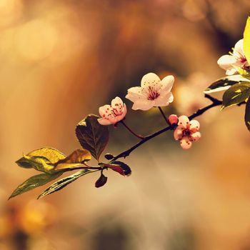 Spring flowers. Colorful nature. Seasonal concept for springtime. Beautifully blossoming tree branch. Cherry - Sakura and sun with a natural colored background. 