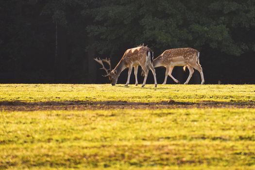 Fallow - fallow deer. (Dama dama ) Beautiful natural background with animals. Forest and sunset. 
