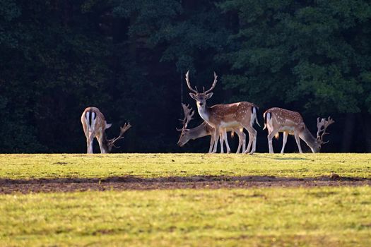 Fallow - fallow deer. (Dama dama ) Beautiful natural background with animals. Forest and sunset. 