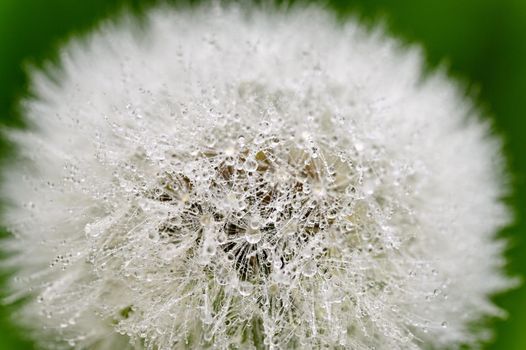 Closeup macro shot of dandelion with dew drops. Natural colorful background.