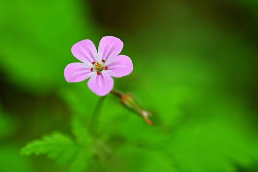 Beautiful color shot of violet small flower in grass. Close-up view in nature.