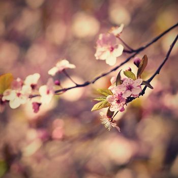 Cherry Blossom trees. Nature and Springtime background. Pink Sakura flowers. Scene with sun on Sunny day. Spring flowers. Abstract blurred background in Springtime. 