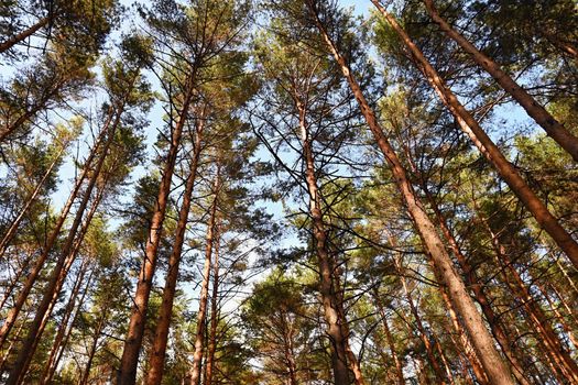Beautiful natural forest background. Coniferous trees on a beautiful sunny day. Relaxation in nature.