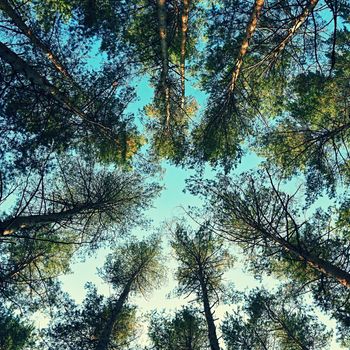 Beautiful natural forest background. Coniferous trees on a beautiful sunny day. Relaxation in nature.