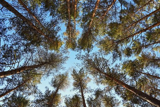 Beautiful natural forest background. Coniferous trees on a beautiful sunny day. Relaxation in nature.