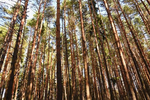 Beautiful natural forest background. Coniferous trees on a beautiful sunny day. Relaxation in nature.