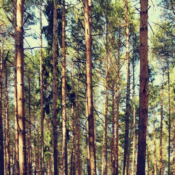 Beautiful natural forest background. Coniferous trees on a beautiful sunny day. Relaxation in nature.