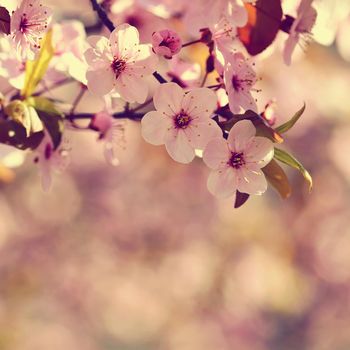 Spring blossom background. Beautiful nature scene with blooming tree and sun. Sunny day. Spring flowers. Abstract blurred background in Springtime.