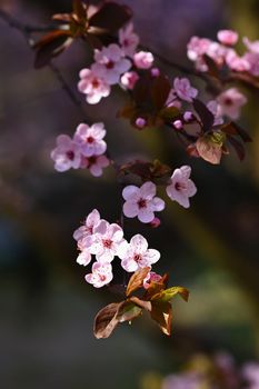 Beautiful nature scene with blooming tree and sun. Easter Sunny day. Spring flowers. Orchard Abstract blurred background in Springtime.