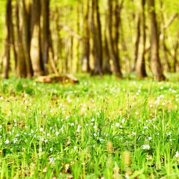 Beautiful green forest in springtime. Nature background with sun.