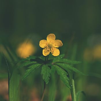 Buttercup flower (Ranunculaceae) Nature background with the sun.