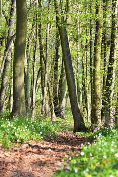 Beautiful green forest in springtime. Nature background with sun.