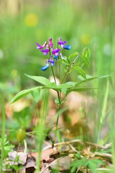 Beautiful blue-violet flower in a forest on a green natural background. Spring Pea  (Lathyrus vernus)