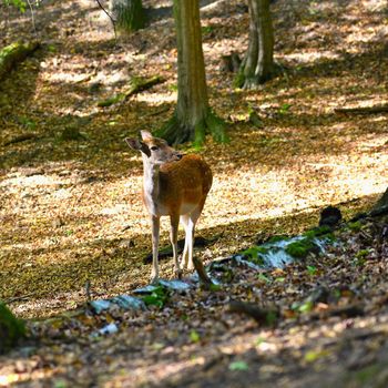 Beautiful color background of autumn nature in the woods with wild deer. Fallow deer, (Dama dama)