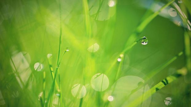 Green nature. Beautiful close up photo of nature. Green grass with dew drops. Colorful spring background with morning sun and natural green plants landscape, ecology, fresh wallpaper concept with copy space.