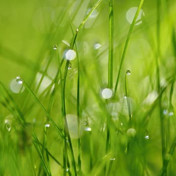 Green nature. Beautiful close up photo of nature. Green grass with dew drops. Colorful spring background with morning sun and natural green plants landscape, ecology, fresh wallpaper concept with copy space.