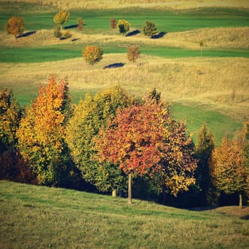 Seasonal nature concept. Autumn colorful leaves on trees. Beautiful natural colorful background.