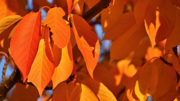 Seasonal nature concept. Autumn colorful leaves on trees. Beautiful natural colorful background.