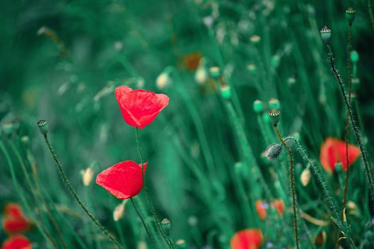 Beautiful red flower - poppies. Natural colorful background.