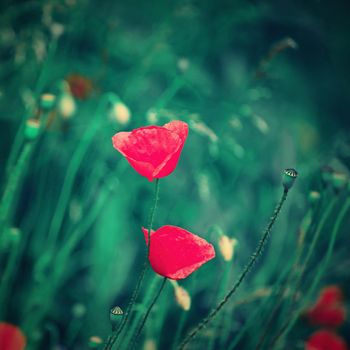 Beautiful red flower - poppies. Natural colorful background.