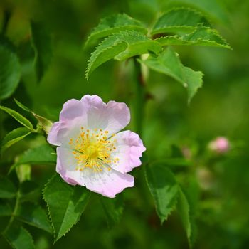 Beautiful flowering rose bush. Natural colorful background. (pometum)