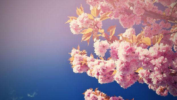 Beautiful blossom tree. Nature scene with sun in Sunny day. Spring flowers. Abstract blurred background in Springtime. 