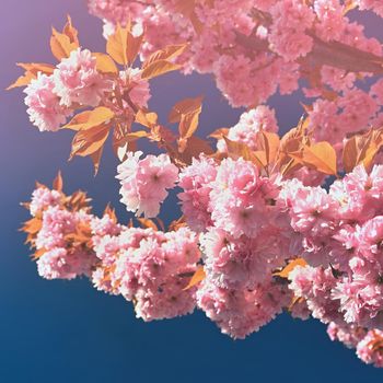 Beautiful blossom tree. Nature scene with sun in Sunny day. Spring flowers. Abstract blurred background in Springtime. 