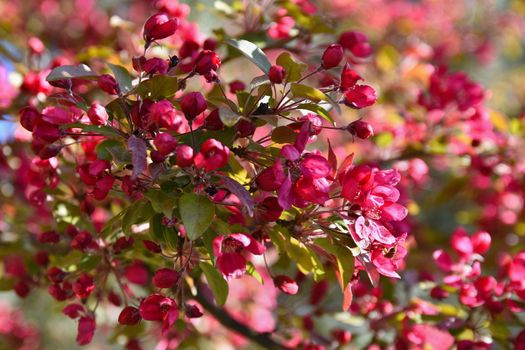 Beautiful blossom tree. Nature scene with sun in Sunny day. Spring flowers. Abstract blurred background in Springtime. 