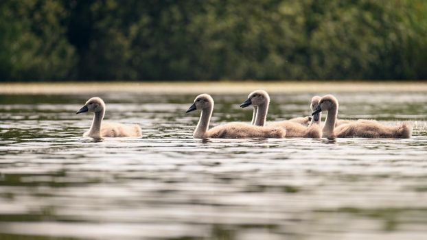 Beautiful swans with cubs on a pond. Natural colorful background with wild beautiful birds. (Cygnus)