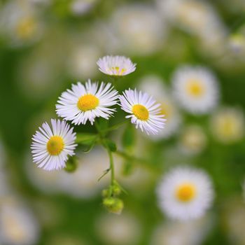 Beautiful flowers - daisies. Summer nature background with flowers.