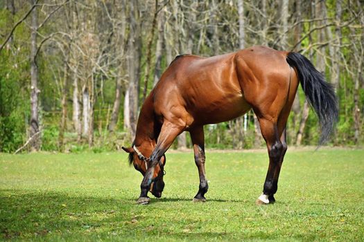 Animal on the grass. Beautiful horses grazing freely in nature.
