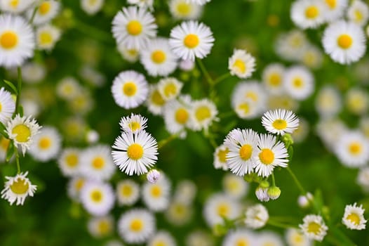 Beautiful flowers - daisies. Summer nature background with flowers.